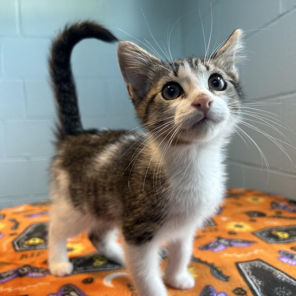 Enlarge Jack-in-a-Box FKA Big Pharma, a Adoptable Domestic Short Hair in Chesapeake, VA image 4/4