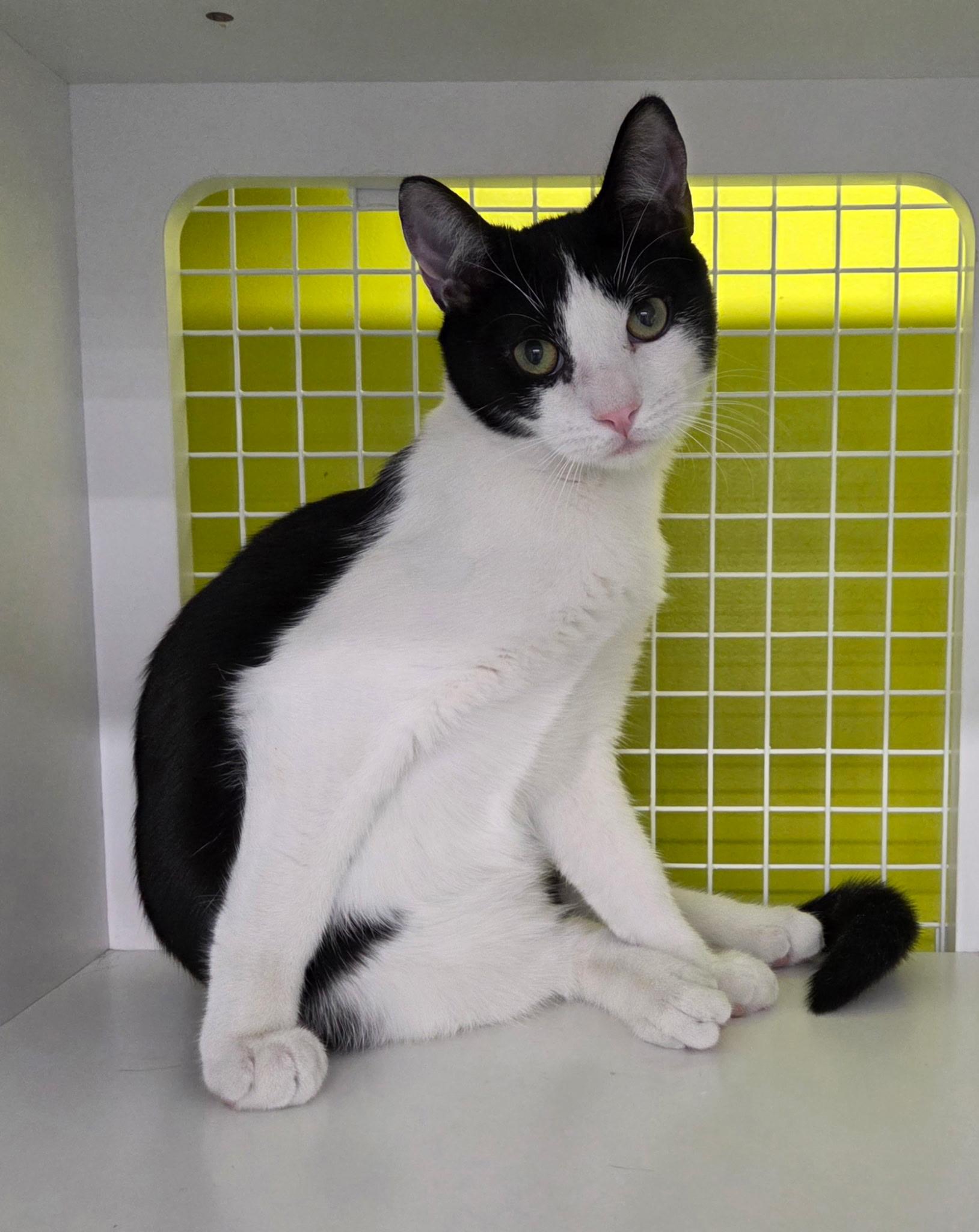 Macaron, Adoptable, Kitten Male Domestic Short Hair.