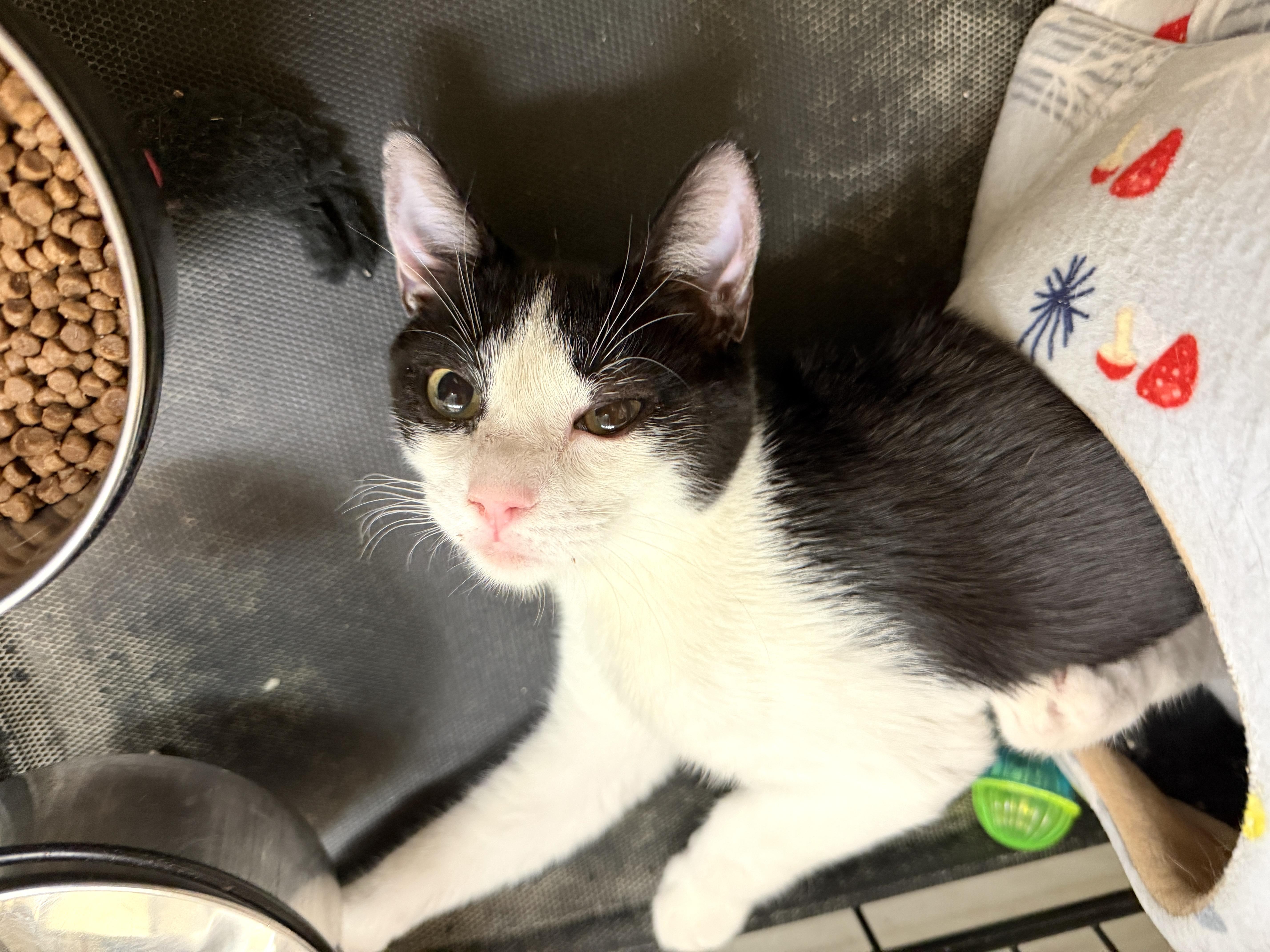 Enlarge Macaron, a Adoptable Domestic Short Hair in Wantagh, NY image 1/1