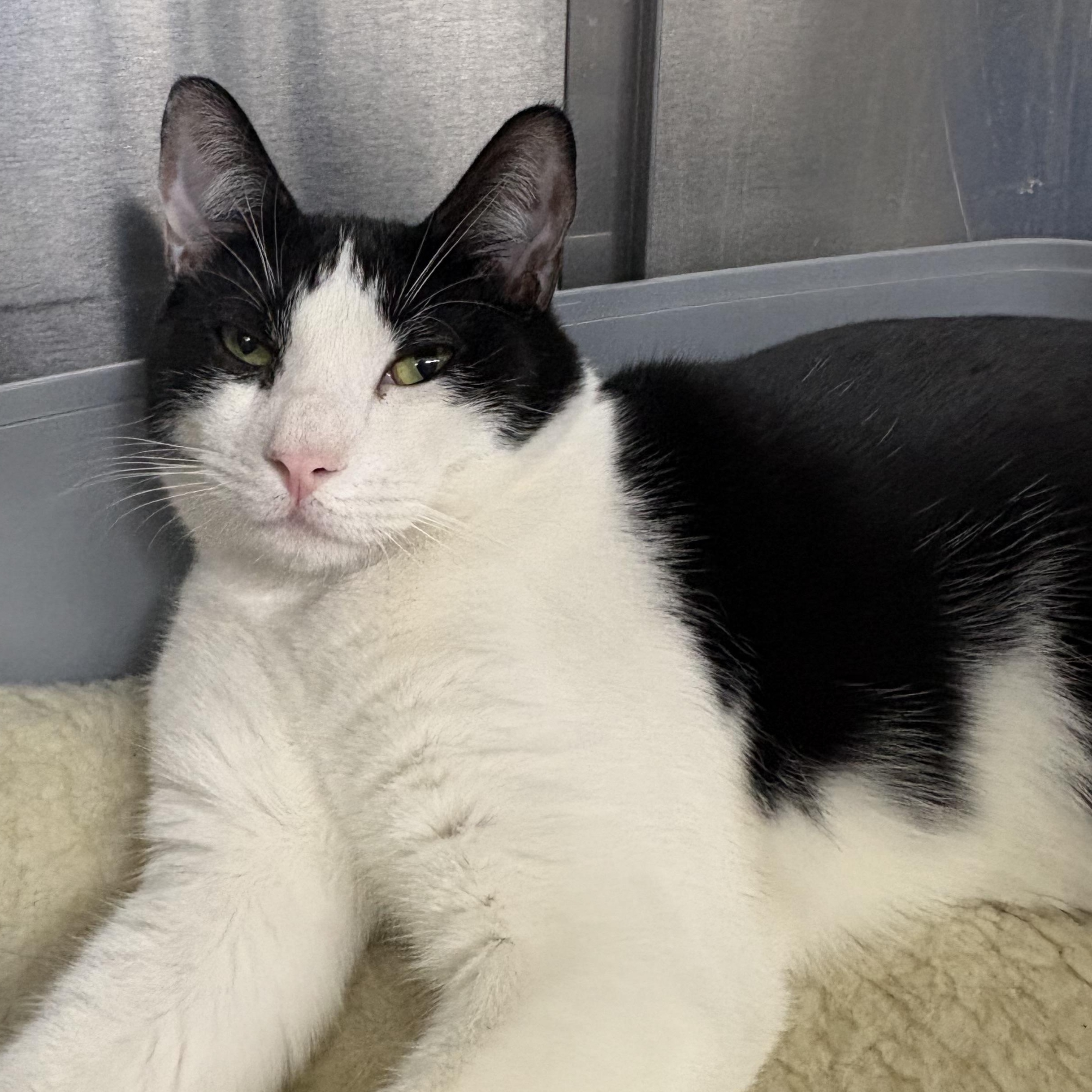 Enlarge Macaron, a Adoptable Domestic Short Hair in Wantagh, NY image 1/5