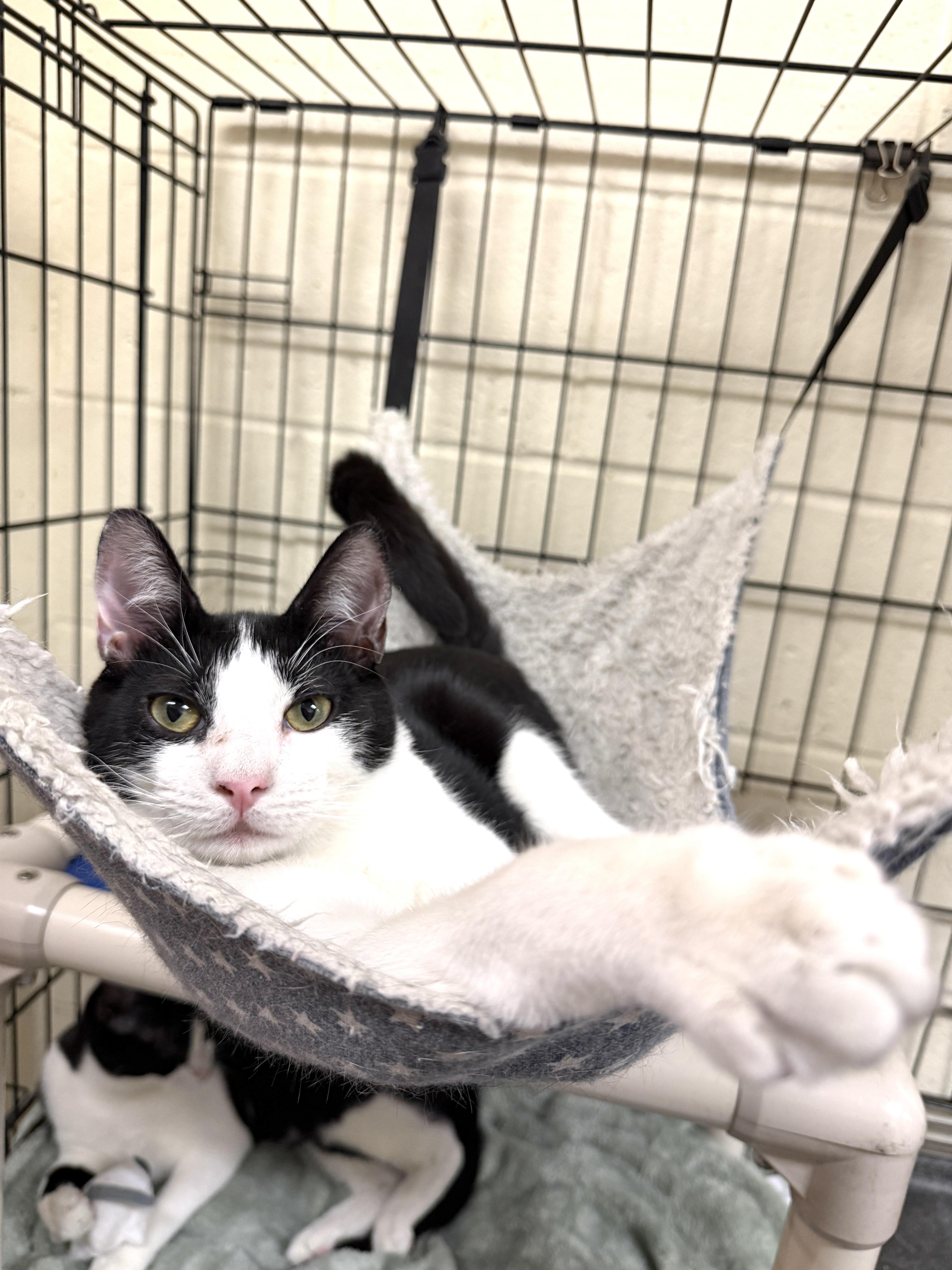 Macaron, a Adoptable Domestic Short Hair in Plainview, NY image 2/3