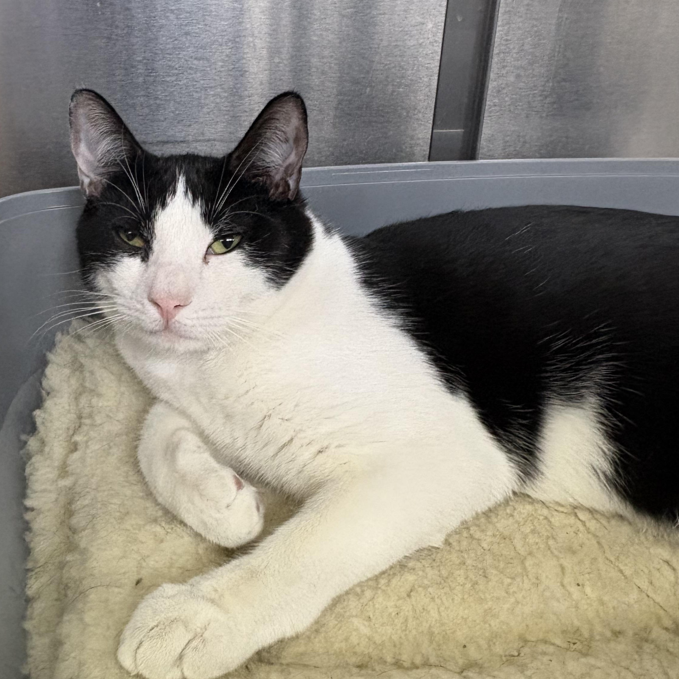 Enlarge Macaron, a Adoptable Domestic Short Hair in Wantagh, NY image 2/5