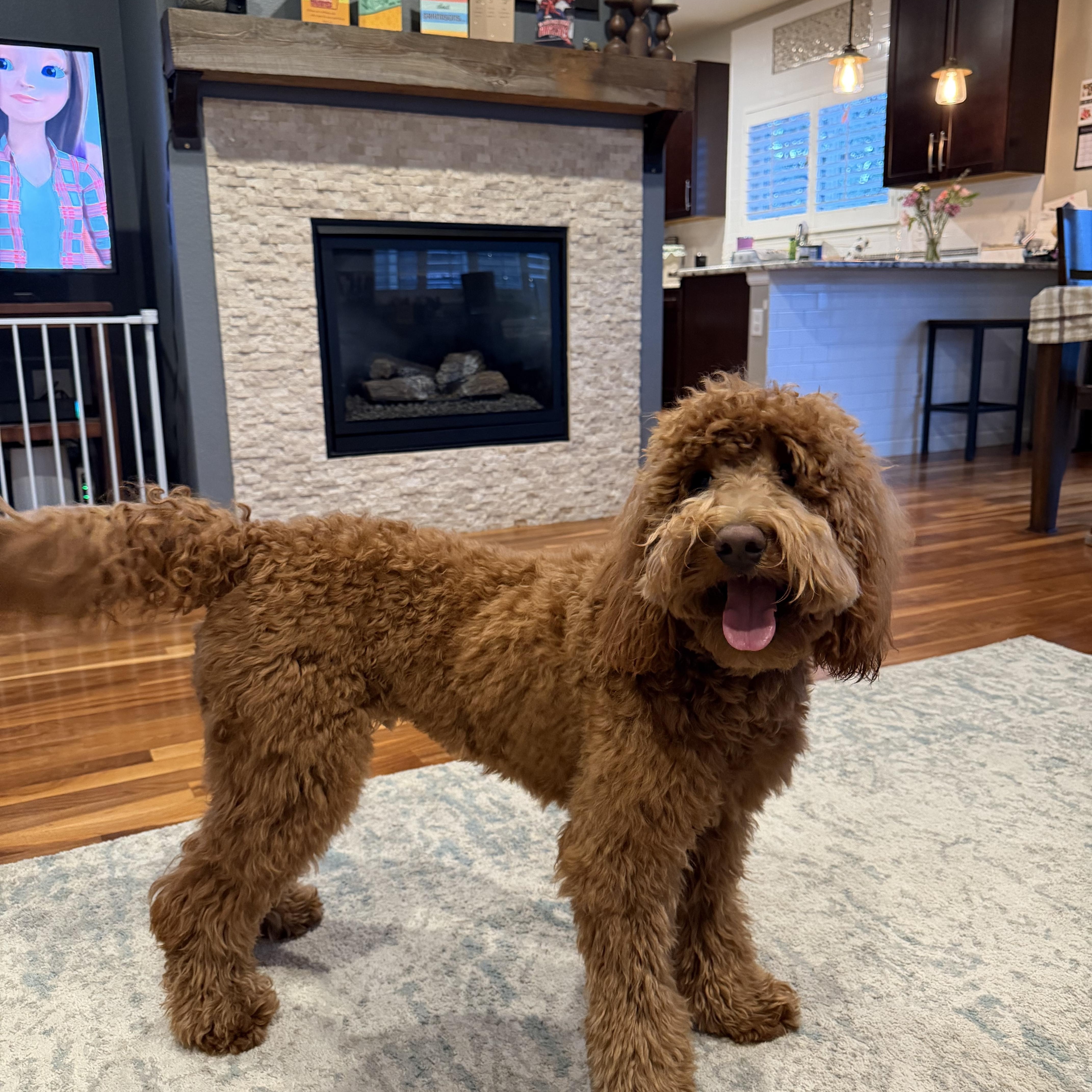 Enlarge Waffles - playful puppy!, an adopted Goldendoodle in Boulder, CO image 2/4