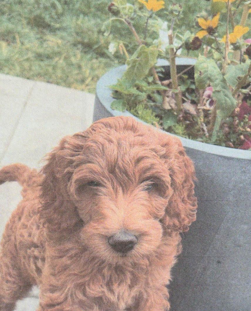 Enlarge Waffles - playful puppy!, an adopted Goldendoodle in Boulder, CO image 4/4