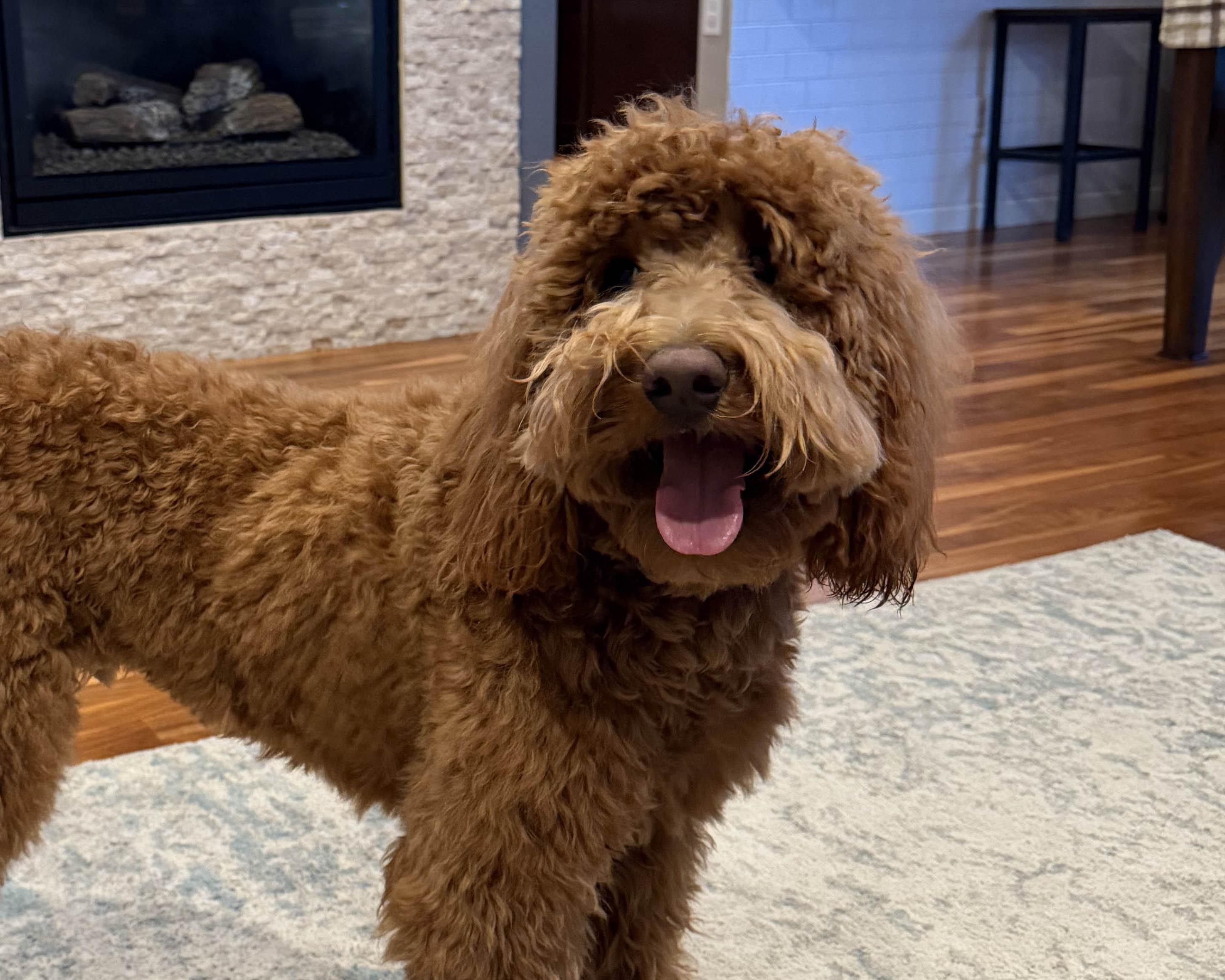 Enlarge Waffles - playful puppy!, an adopted Goldendoodle in Boulder, CO image 1/4