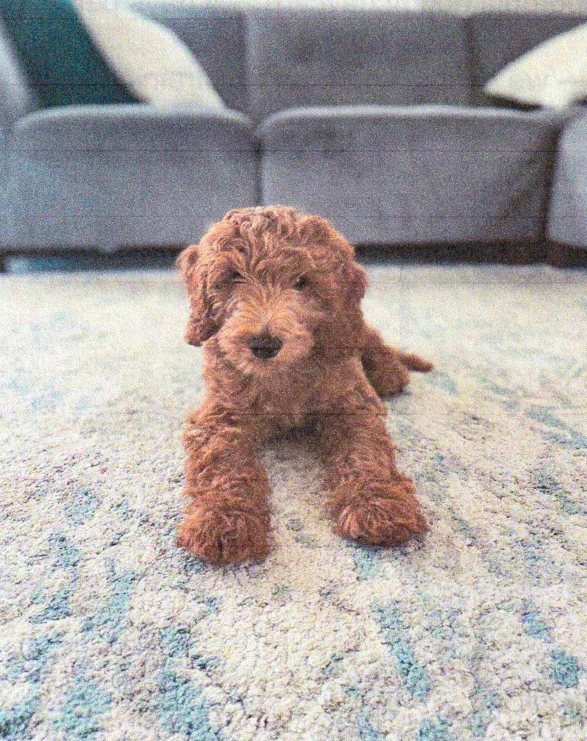 Enlarge Waffles - playful puppy!, an adopted Goldendoodle in Boulder, CO image 3/4