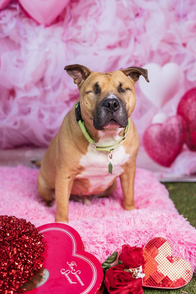 Ramon, Adoptable, Adult Male Mixed Breed.