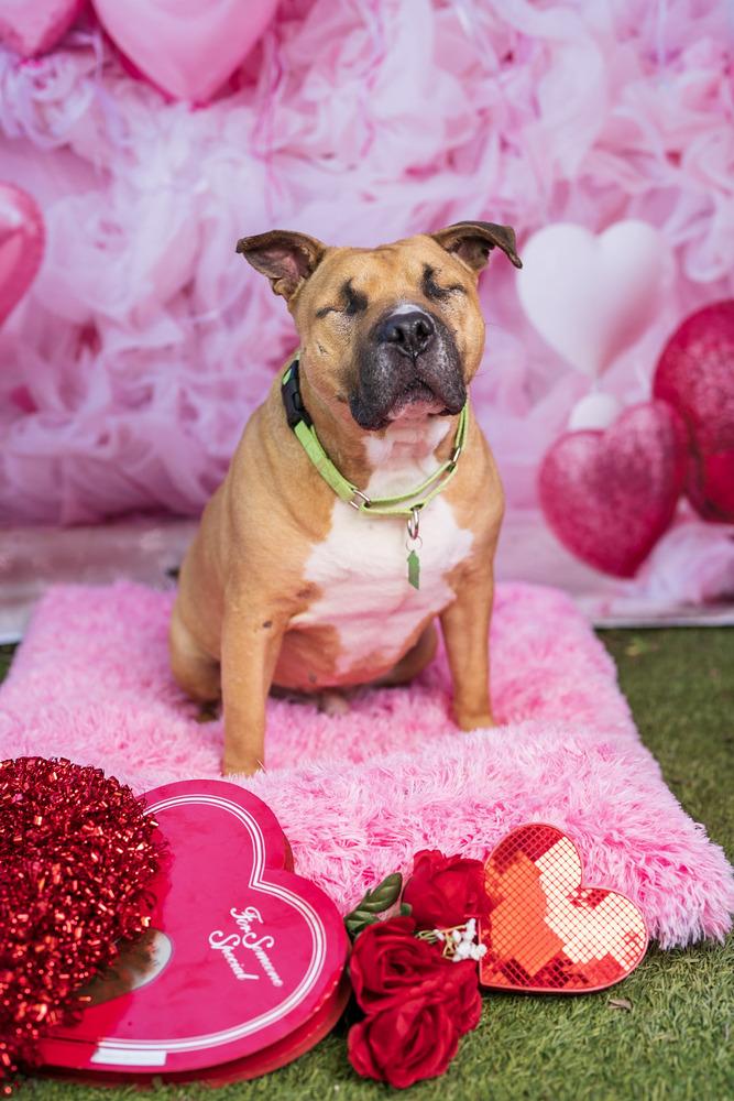 Enlarge Ramon, a Adoptable mixed breed in San Diego, CA image 2/6