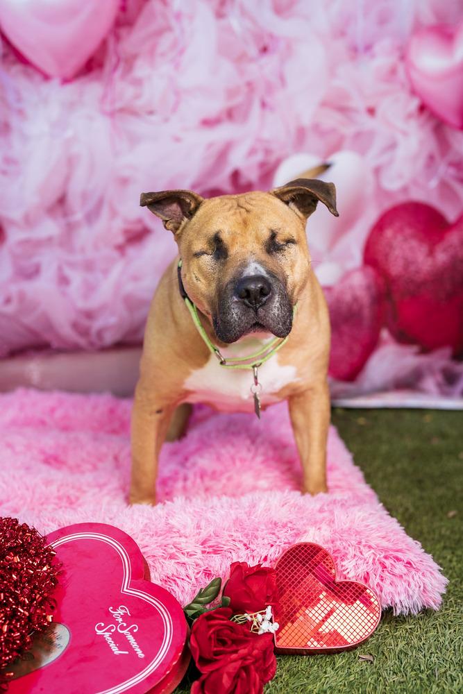 Enlarge Ramon, a Adoptable mixed breed in San Diego, CA image 5/6