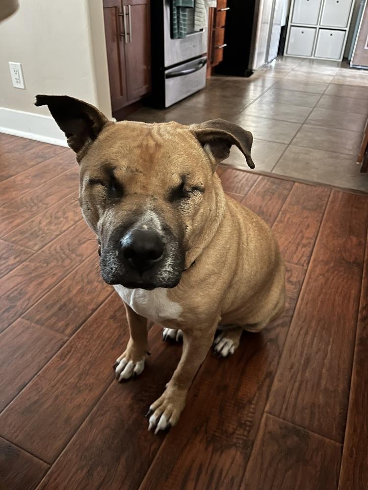 Enlarge Ramon, a Adoptable mixed breed in San Diego, CA image 6/6