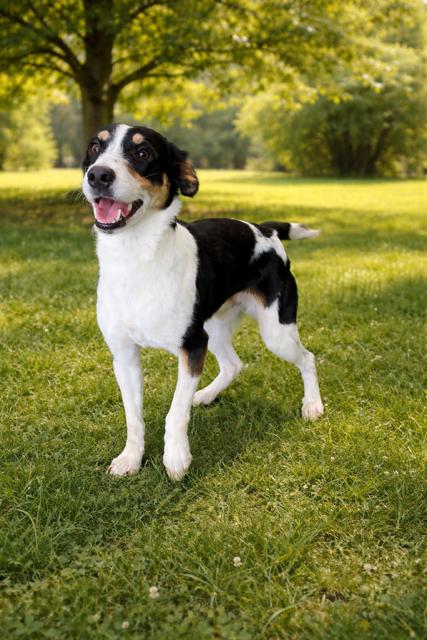 Flash, ADOPTABLE, Adult Male Rat Terrier.