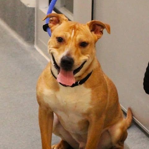 26-00207 ZEKE, adopted, Adult Male Labrador Retriever.