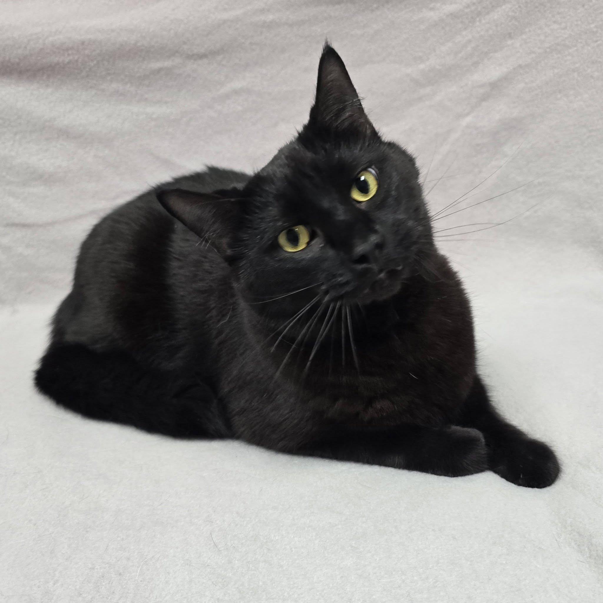 Enlarge Sirius Black, a Adoptable Domestic Short Hair in Frankfort, IN image 2/5