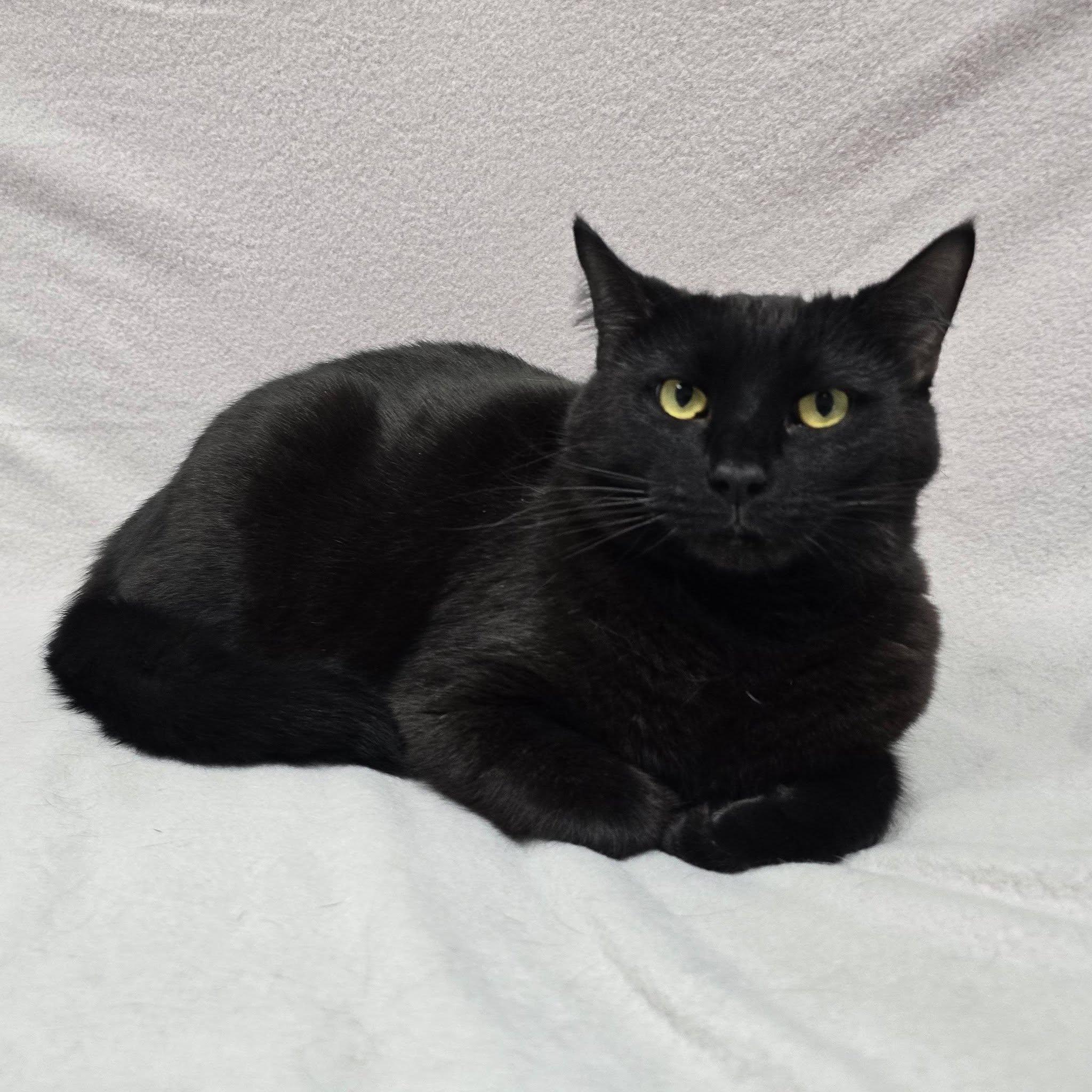 Enlarge Sirius Black, a Adoptable Domestic Short Hair in Frankfort, IN image 1/5