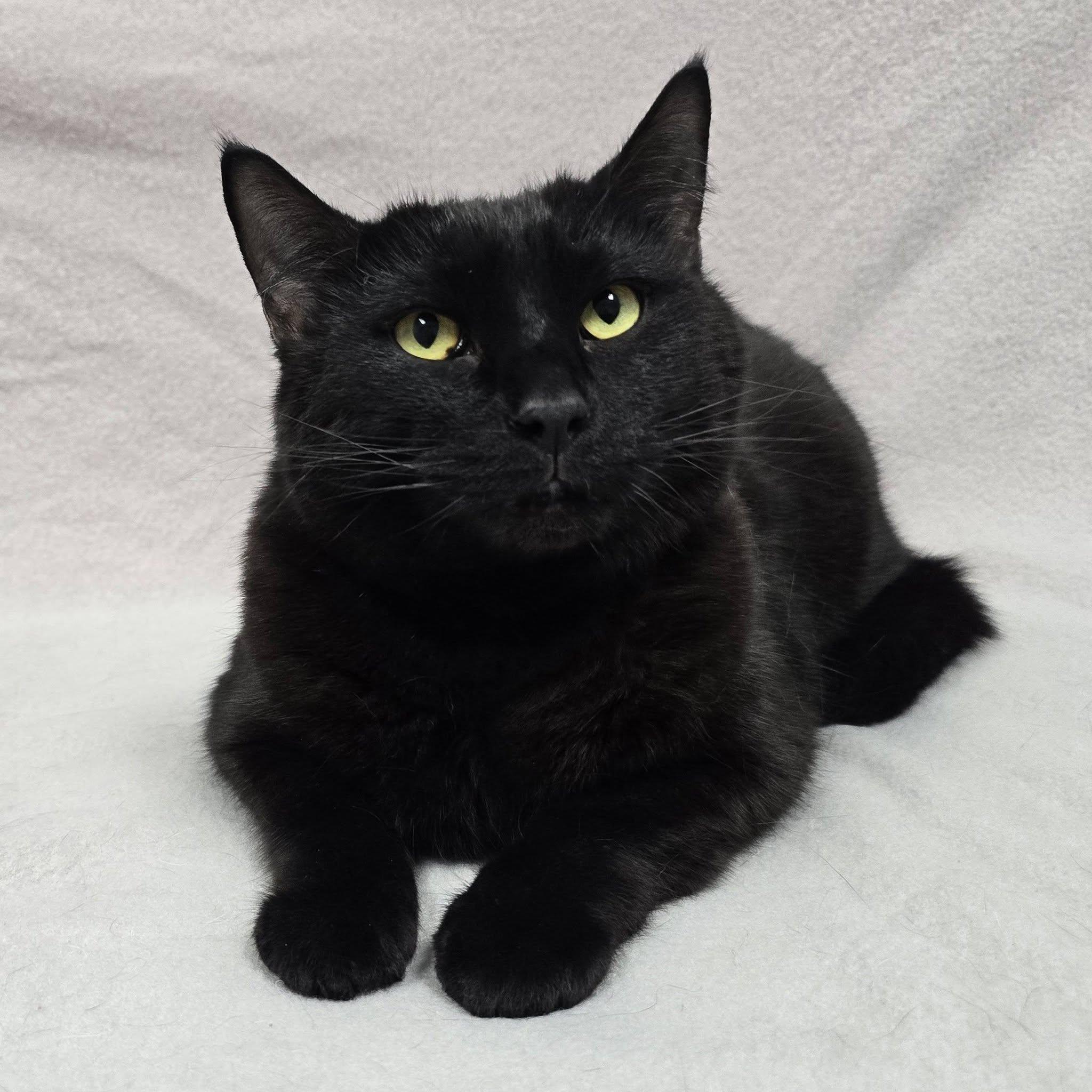 Enlarge Sirius Black, a Adoptable Domestic Short Hair in Frankfort, IN image 5/5