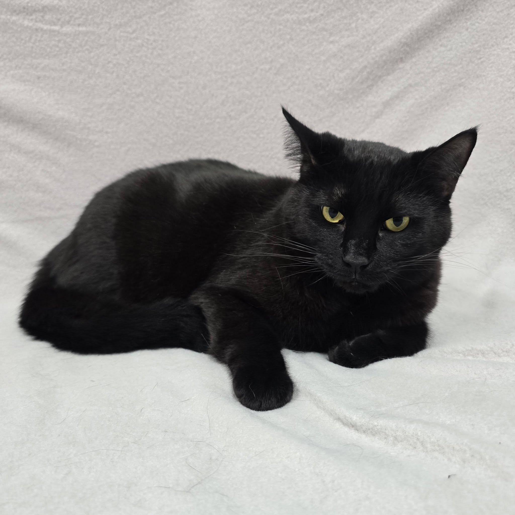 Enlarge Sirius Black, a Adoptable Domestic Short Hair in Frankfort, IN image 3/5