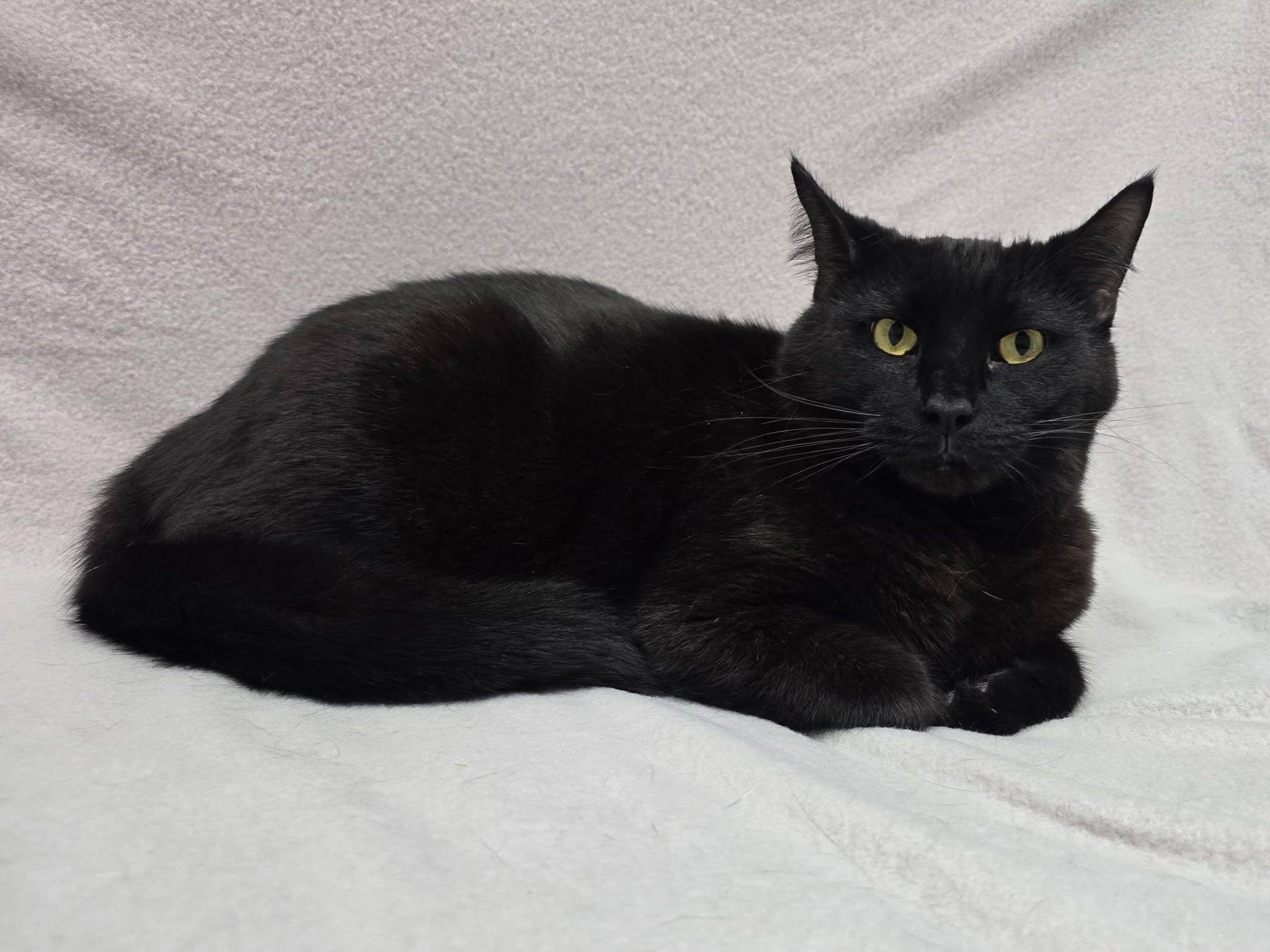 Enlarge Sirius Black, a Adoptable Domestic Short Hair in Frankfort, IN image 4/5