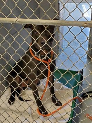 Dexter, Adoptable, Adult Male Mixed Breed & Mixed Breed.