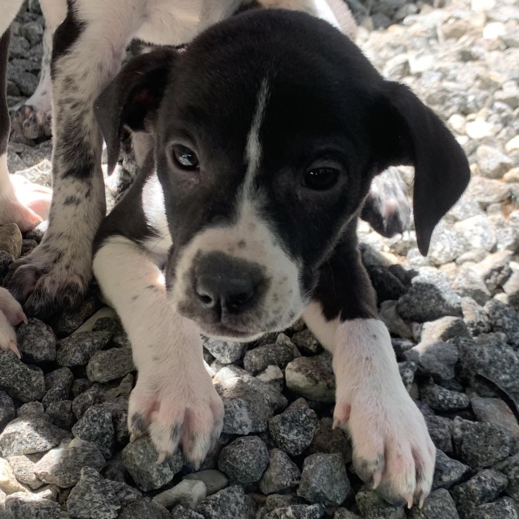 Cricket, Adoptable, Puppy Female Mixed Breed.