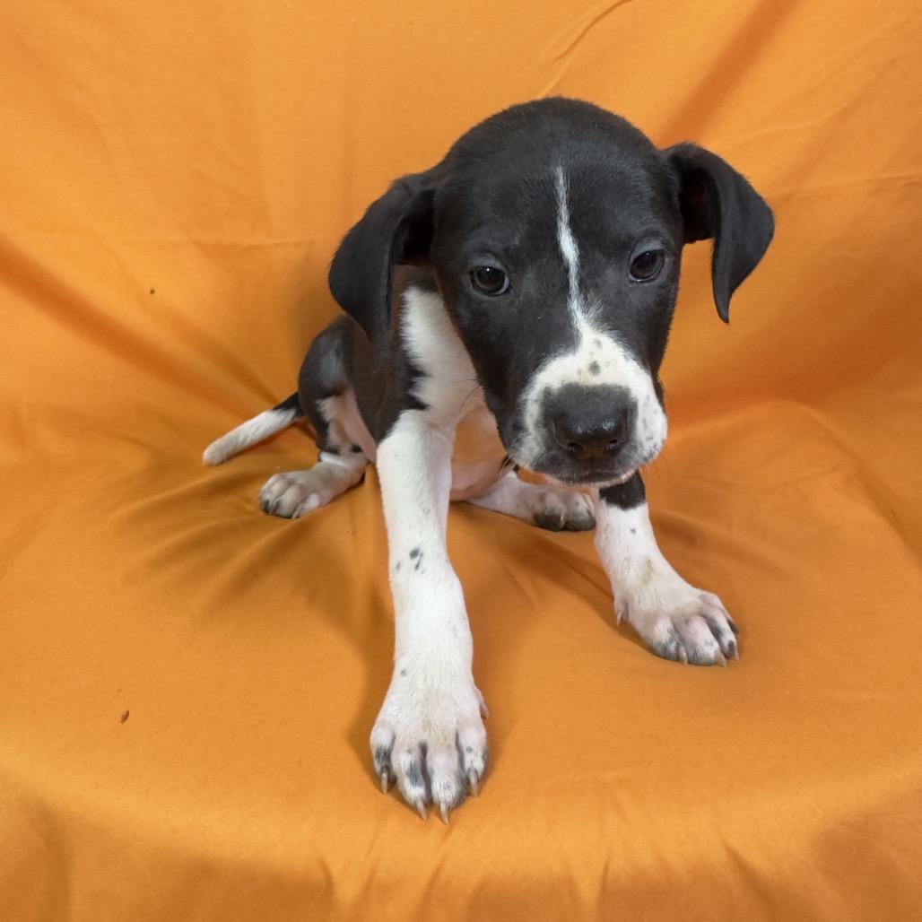 Cricket, a Adoptable Mixed Breed in Franklin, NC image 2/6