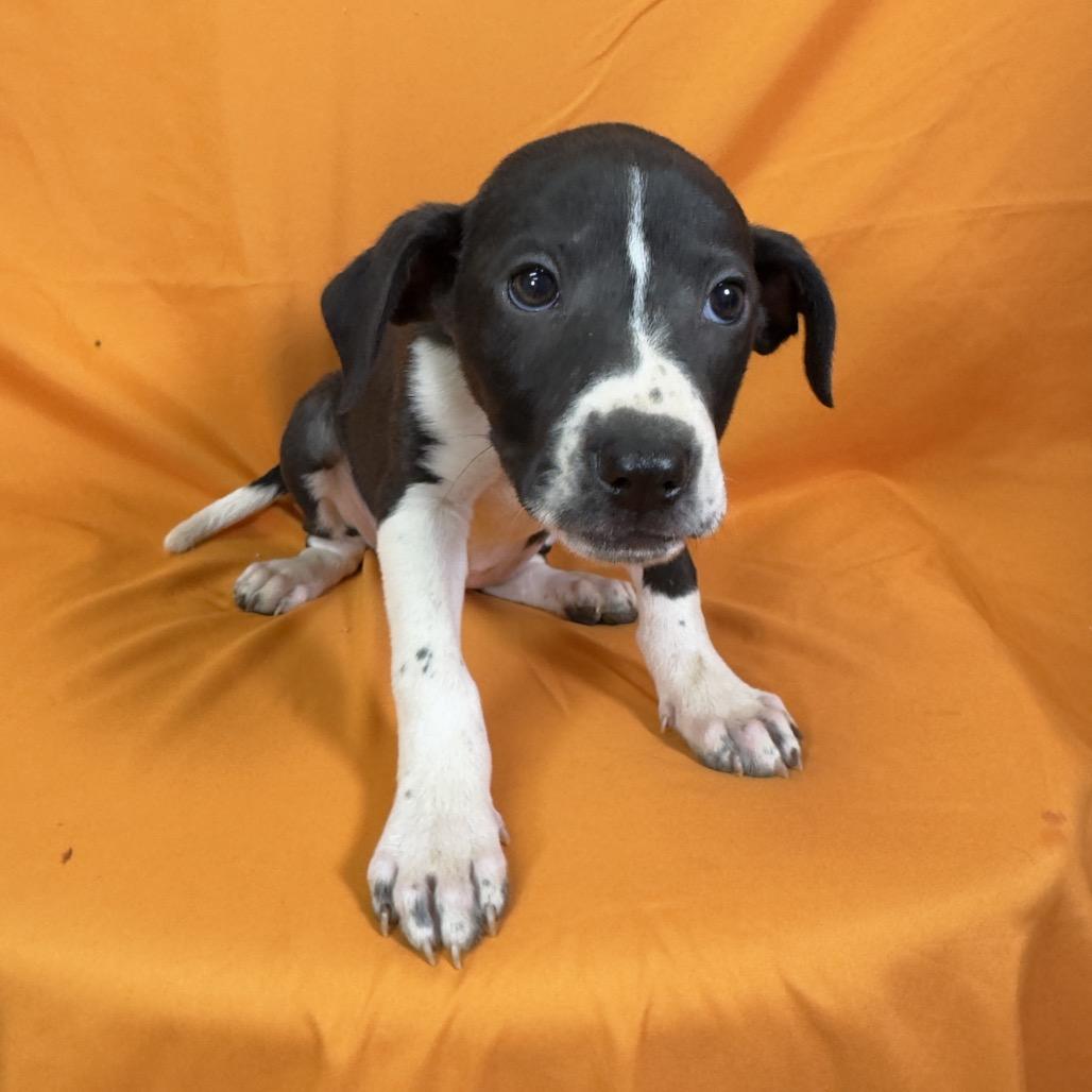 Cricket, a Adoptable Mixed Breed in Franklin, NC image 3/6