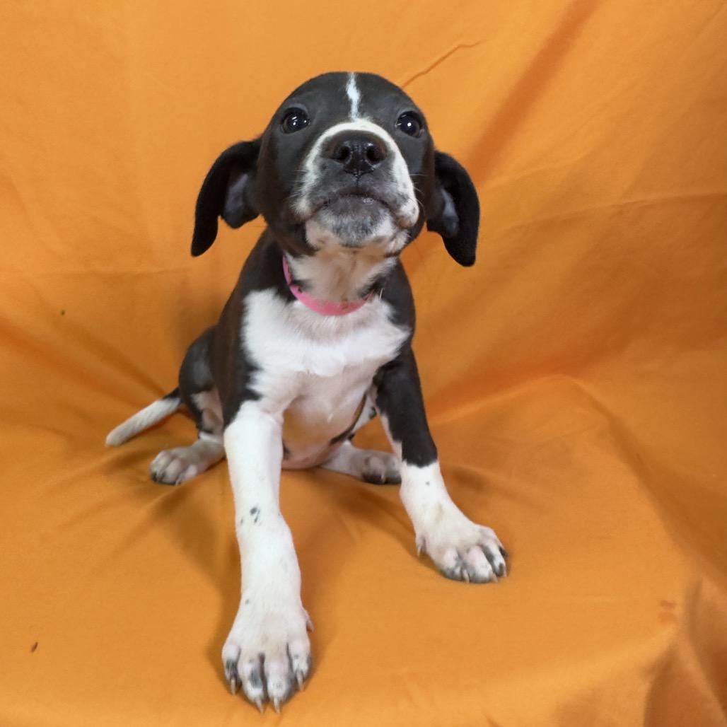 Cricket, a Adoptable Mixed Breed in Franklin, NC image 4/6