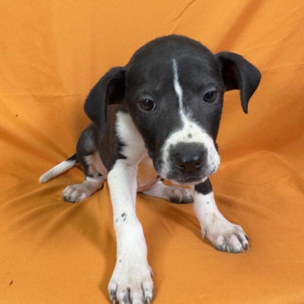 Cricket, a Adoptable Mixed Breed in Franklin, NC image 6/6