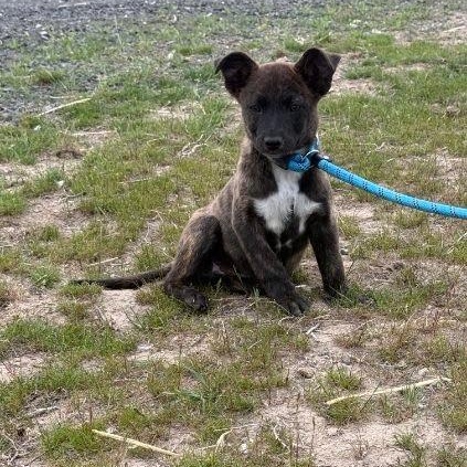 Jasper, a ADOPTABLE mixed breed in Spanaway, WA image 4/6