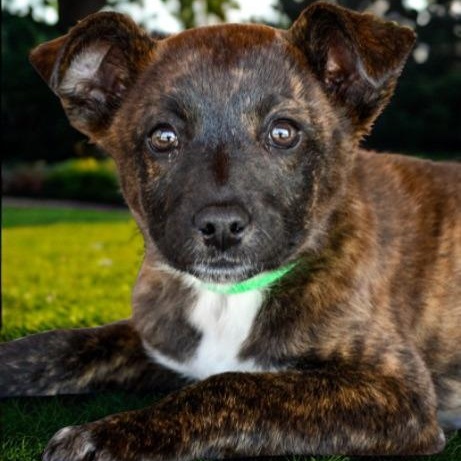 Jasper, a ADOPTABLE mixed breed in Spanaway, WA image 5/6