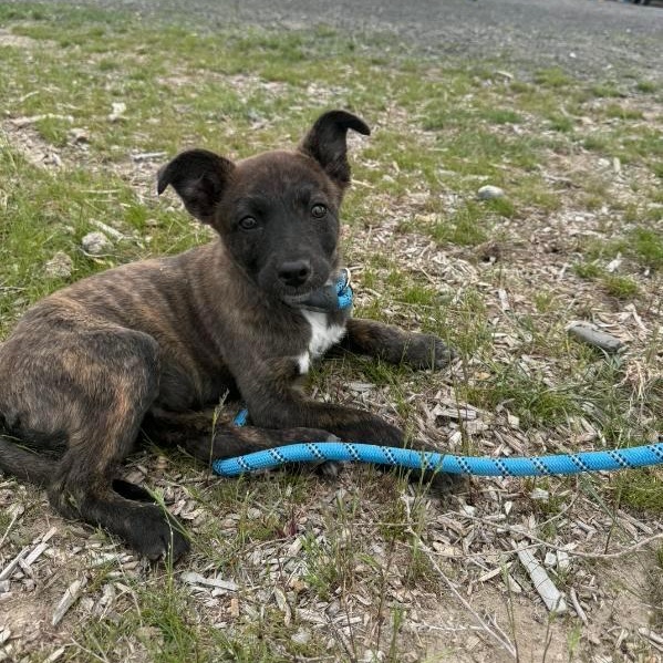 Jasper, a ADOPTABLE mixed breed in Spanaway, WA image 2/6