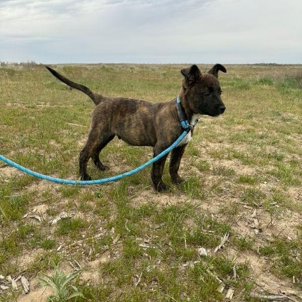 Jasper, a ADOPTABLE mixed breed in Spanaway, WA image 6/6