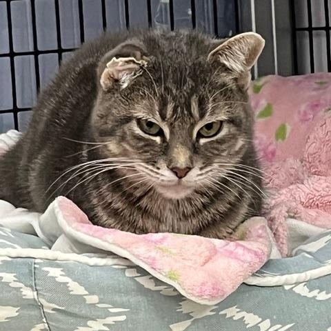 Piglet*, a Adoptable Domestic Short Hair in Douglas, MI image 2/2