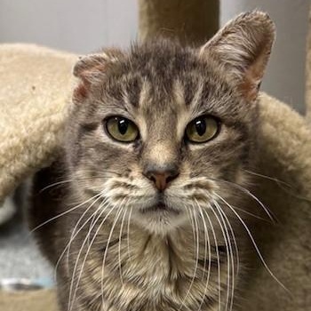 Piglet*, a Adoptable Domestic Short Hair in Douglas, MI image 1/2