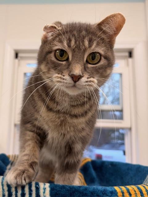 Enlarge Piglet*, an adopted Domestic Short Hair in Douglas, MI image 1/3