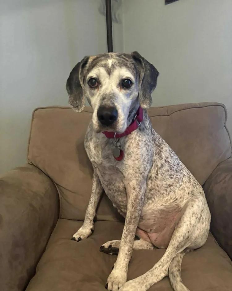Trixie, adopted, Senior Female Mixed Breed.