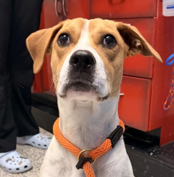 Enlarge Brownie, a Adoptable mixed breed in Golden, CO image 1/1