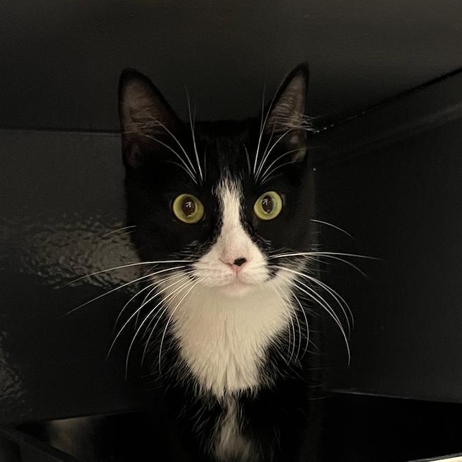 Mochi, Adoptable, Adult Female Domestic Short Hair.