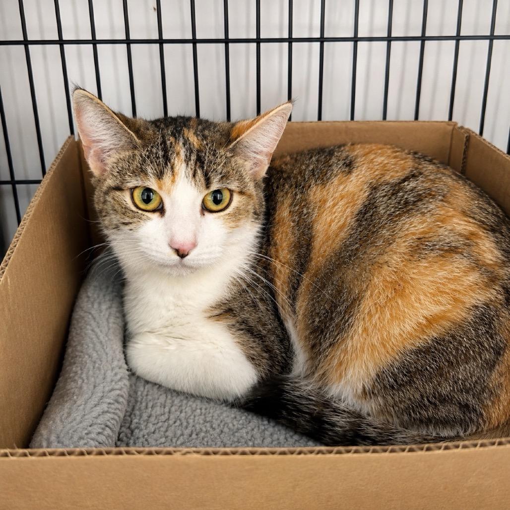 Peaches, Adoptable, Adult Female Domestic Short Hair.
