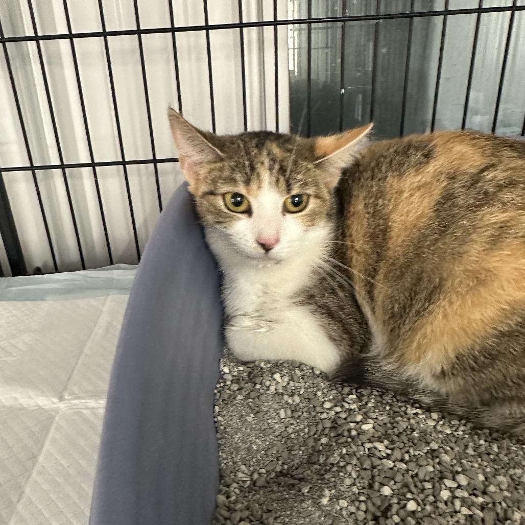 Peaches, a Adoptable Domestic Short Hair in Corbin, KY image 2/2