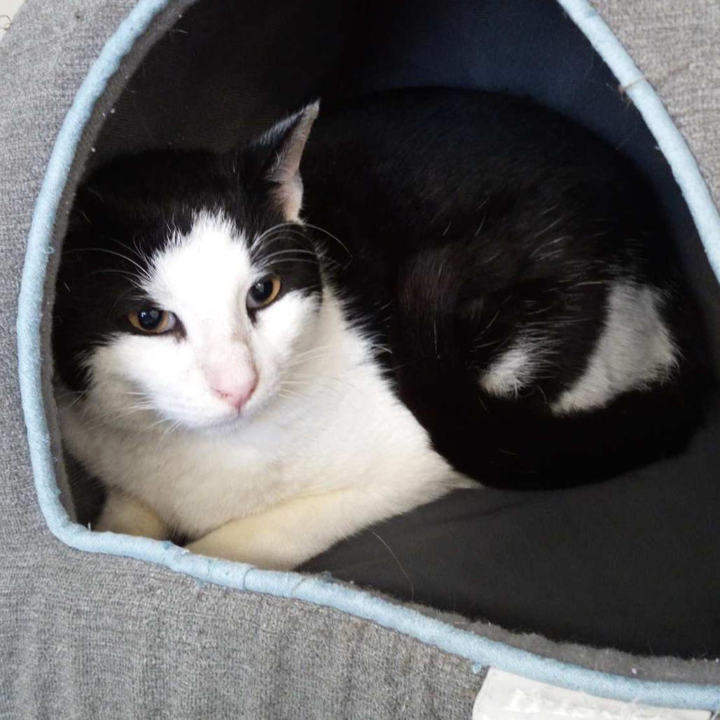 Enlarge Asparagus, a Adoptable Domestic Short Hair in Beaumont, TX image 1/5