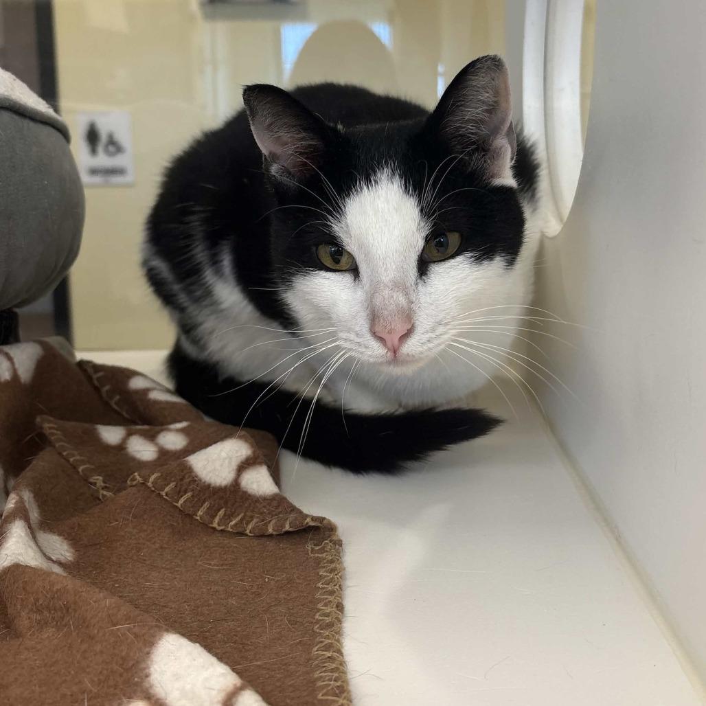 Enlarge Asparagus, a Adoptable Domestic Short Hair in Beaumont, TX image 2/5