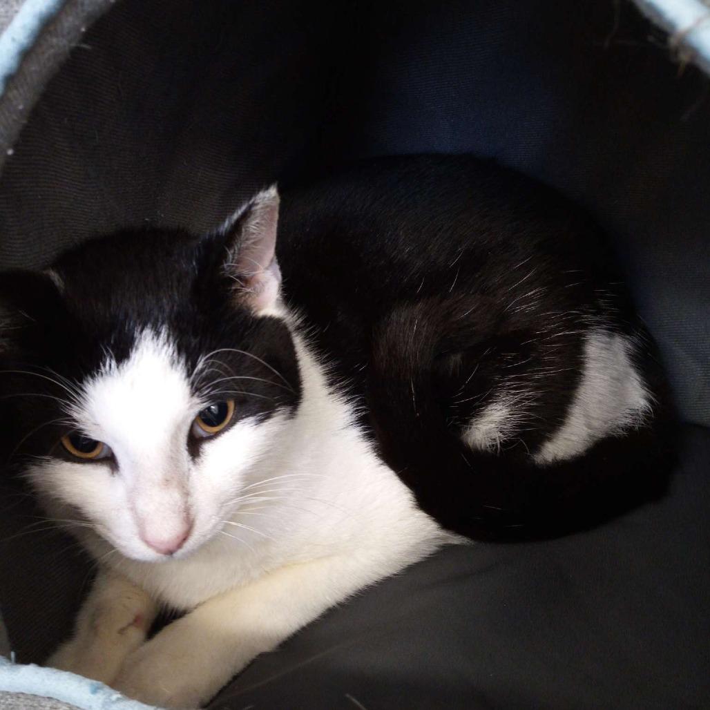 Enlarge Asparagus, a Adoptable Domestic Short Hair in Beaumont, TX image 3/5