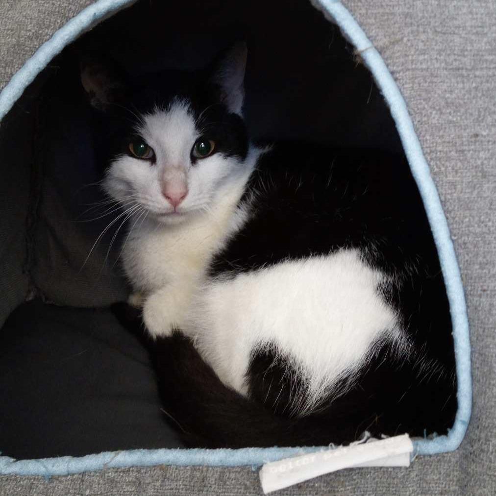 Enlarge Asparagus, a Adoptable Domestic Short Hair in Beaumont, TX image 4/5