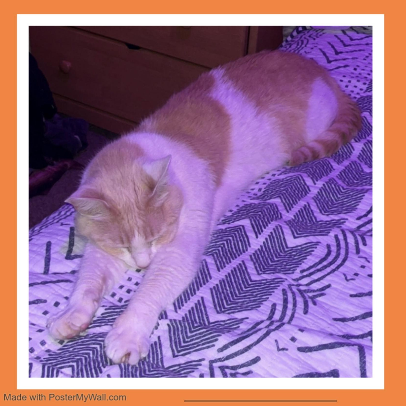 Bailey Boy — thumbnail 2