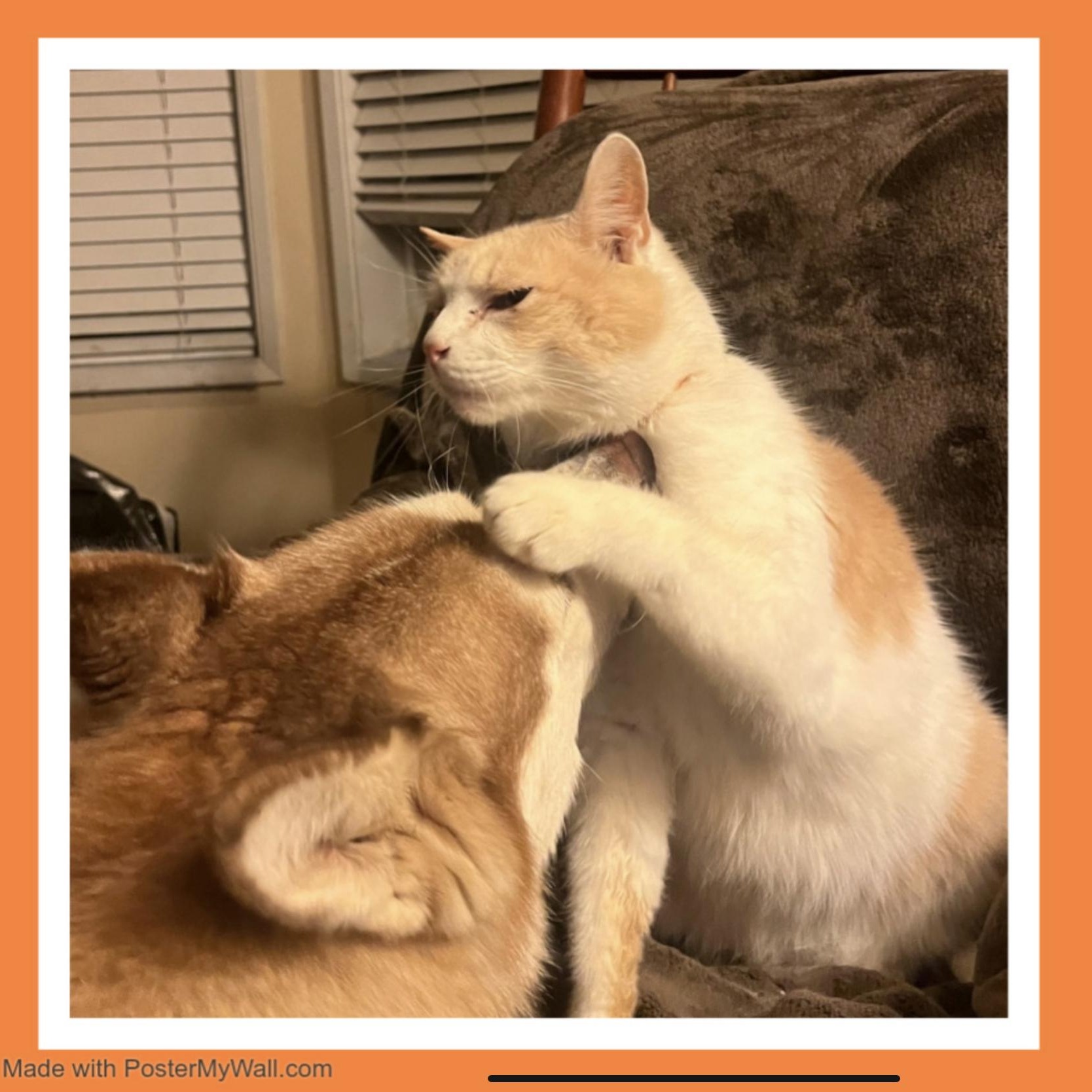 Enlarge Bailey Boy, a Adoptable mixed breed in Ridgefield, WA image 1/6