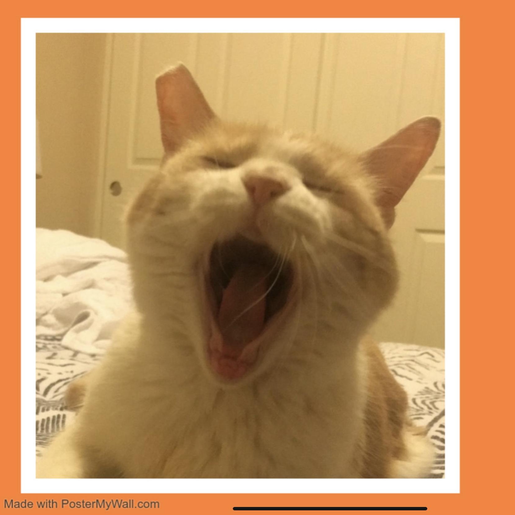 Bailey Boy — thumbnail 4