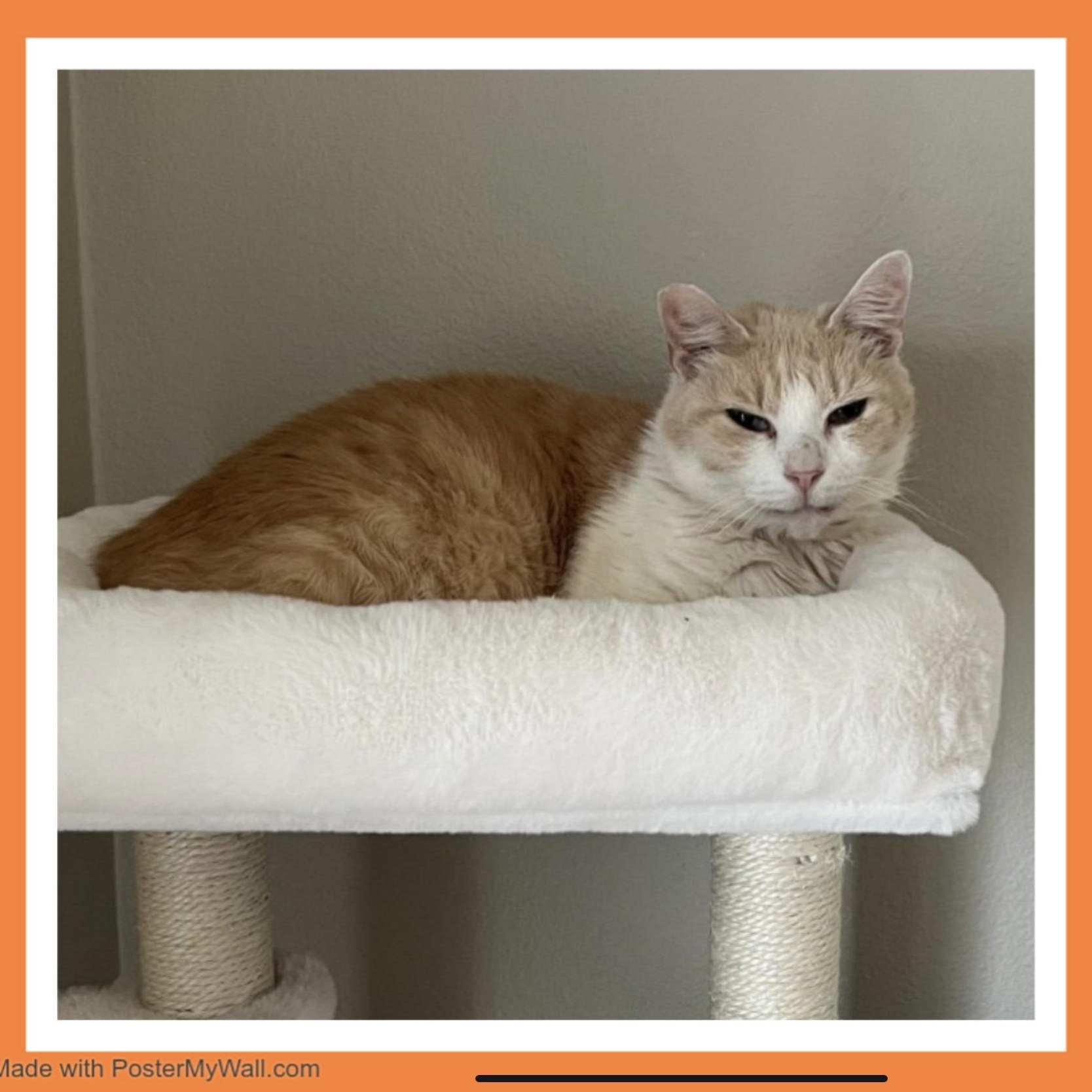 Enlarge Bailey Boy, a Adoptable mixed breed in Ridgefield, WA image 6/6