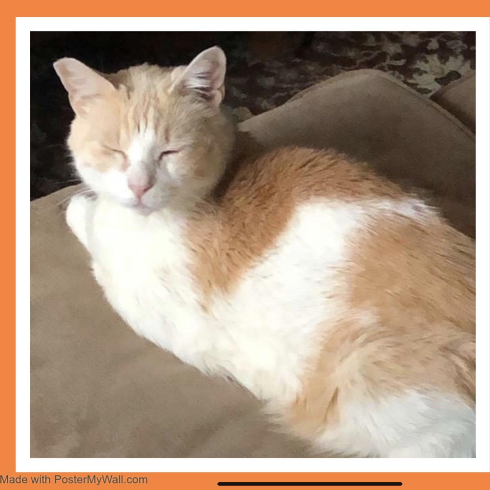 Enlarge Bailey Boy, a Adoptable mixed breed in Ridgefield, WA image 4/6