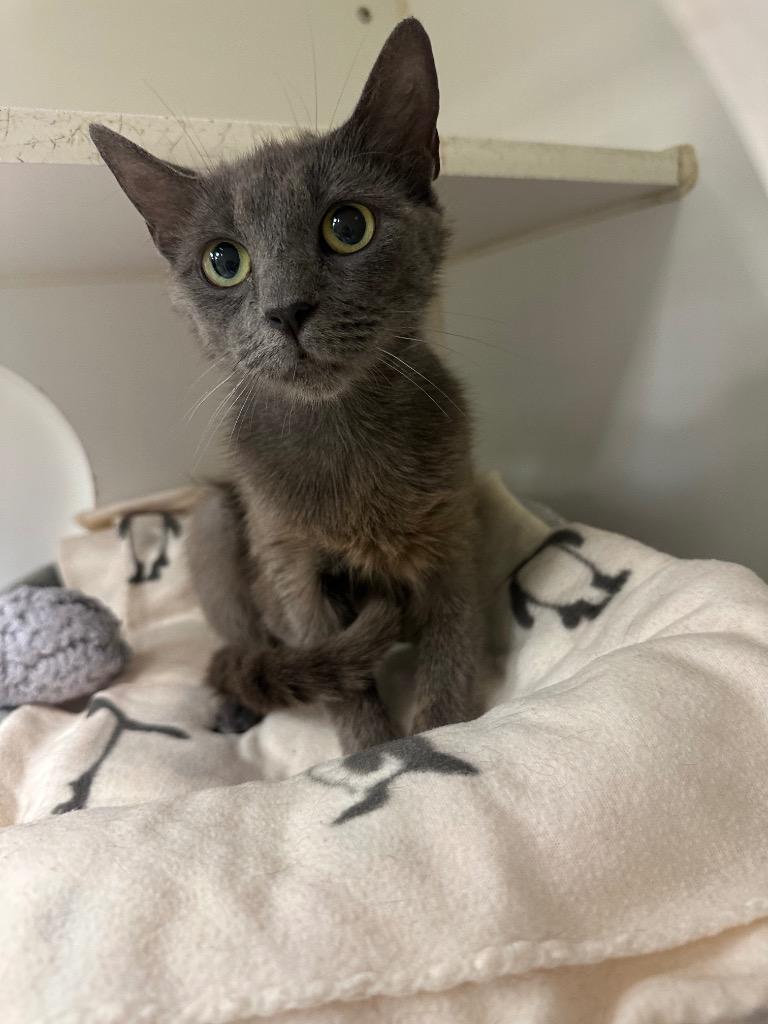 Daisy (swadley), Adoptable, Kitten Female Domestic Short Hair.