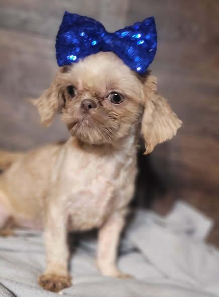 SHEENA in RHODE ISLAND, an adopted Shih Tzu in West Warwick, RI image 2/4